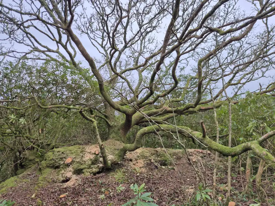 Old boundary oak on raised ground at Ennal's Pool