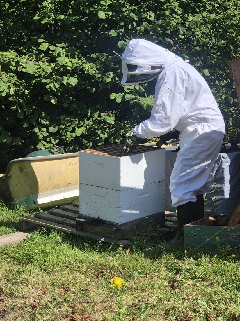 Beekeeper inspecting a hive at Ennal’s Pool
