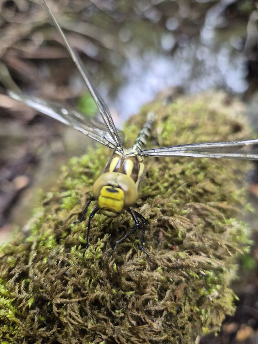 Dragonfly resting on a mossy branch