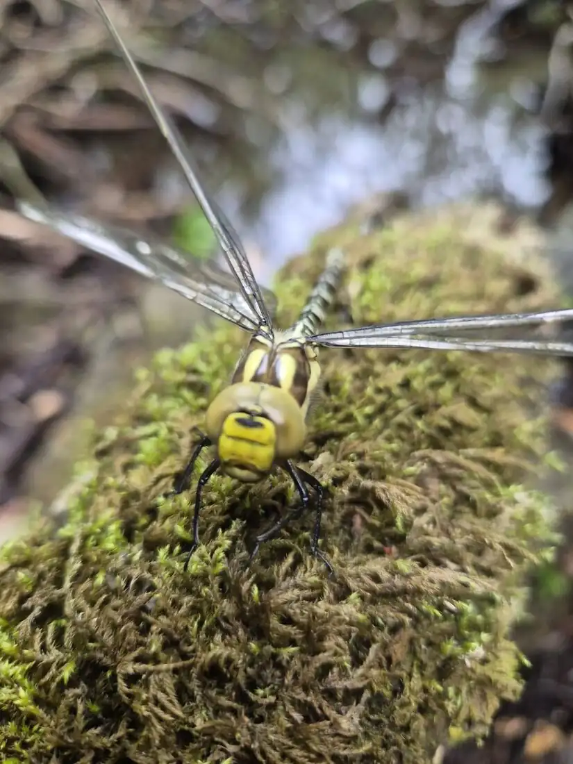 Dragonfly recorded at Ennal's Pool