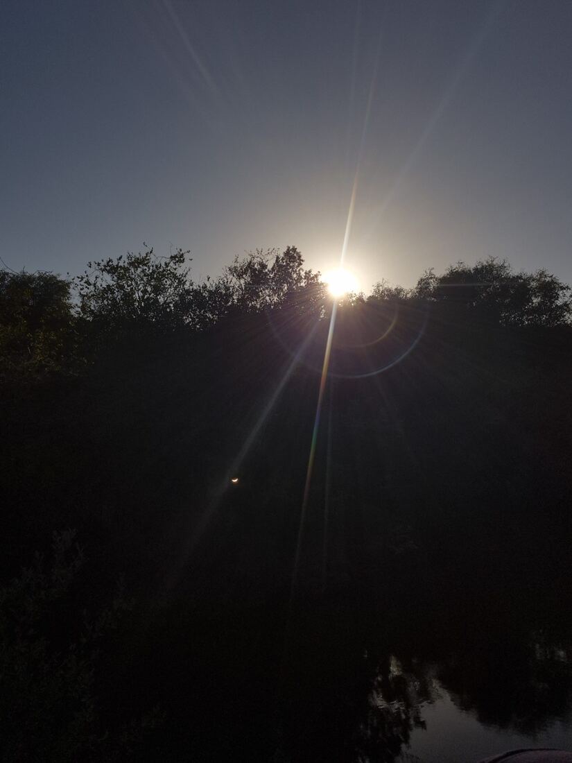 Sun low above the treeline during the partial eclipse