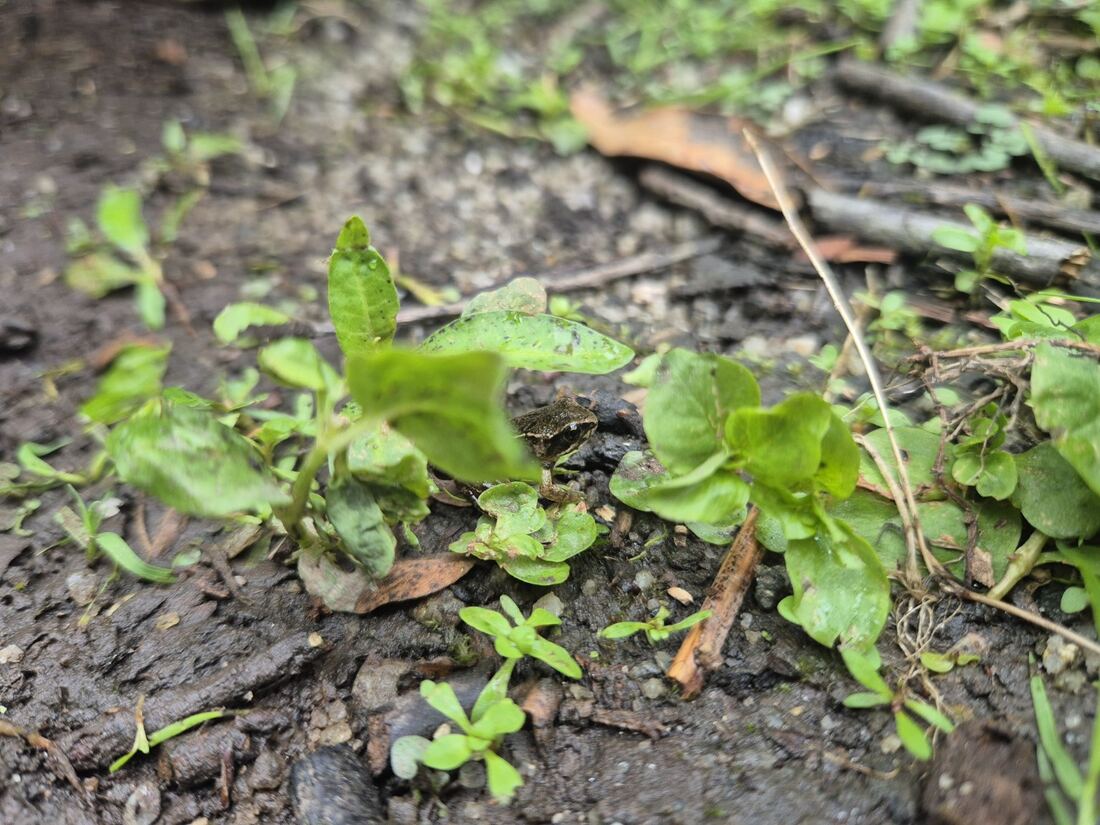 Small frog in low vegetation