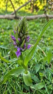 Orchid recorded at Ennal's Pool