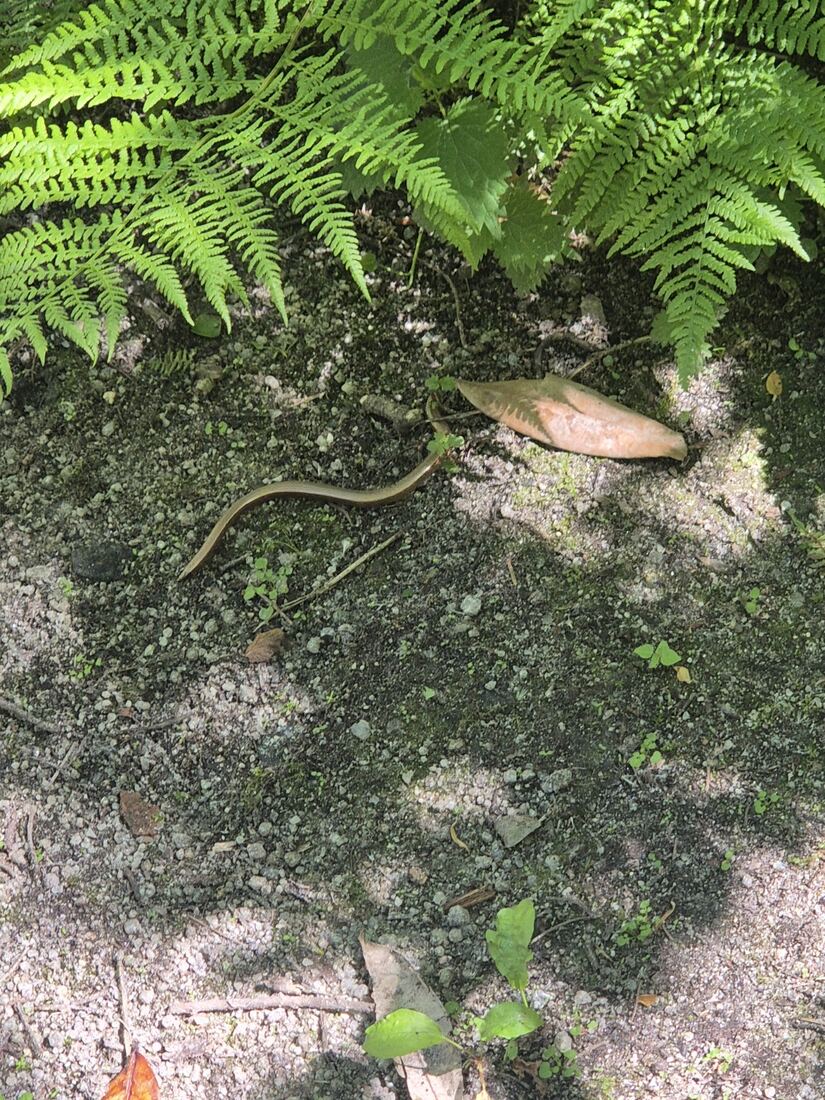 Slow worm recorded at Ennal's Pool
