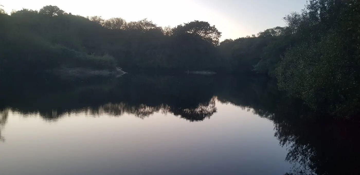 Dark treetops mirrored in the still lake at dusk