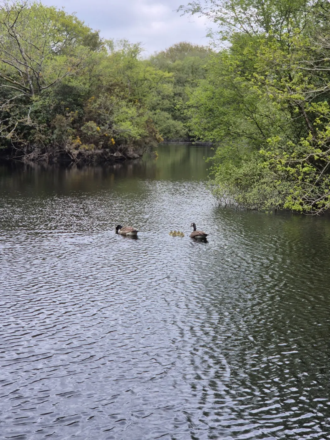 Two adult geese swimming with their goslings