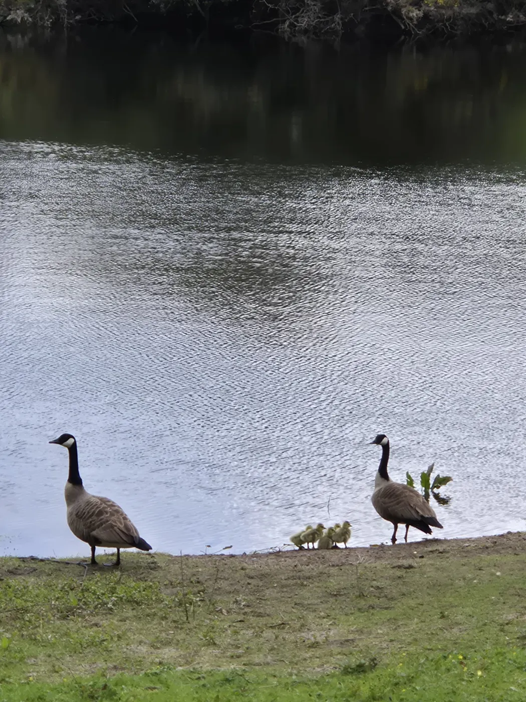 Canada geese beside the rippled lake