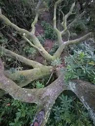 View along the moss-covered limbs of the old boundary oak at Ennal’s Pool