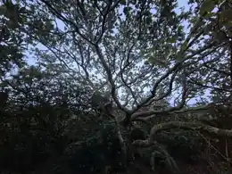 Old boundary oak in leaf at Ennal’s Pool in September 2026