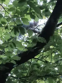 Grey squirrel looking down through the woodland canopy at Ennal’s Pool
