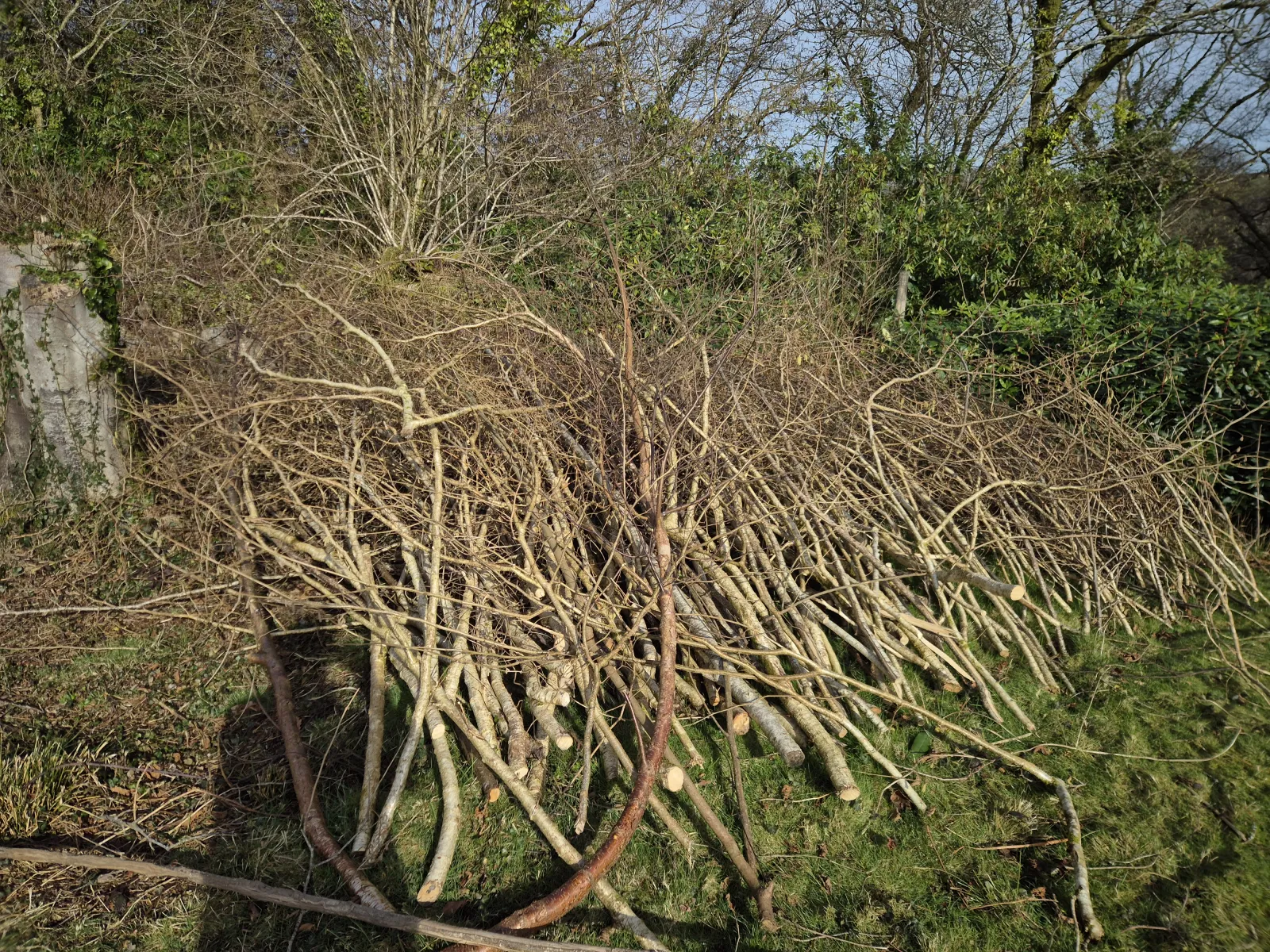 Cut branches being sorted for dead hedging at Ennal’s Pool