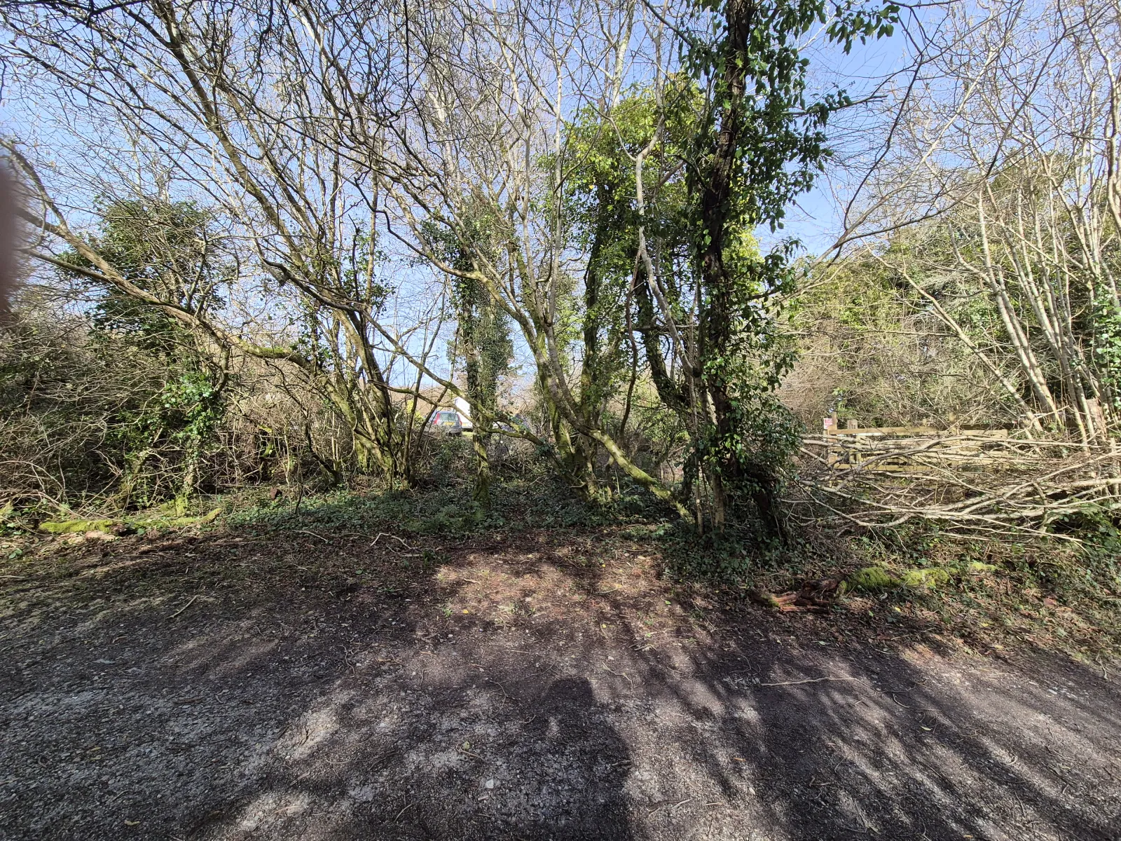 Branches laid between trees as a dead hedge at Ennal’s Pool