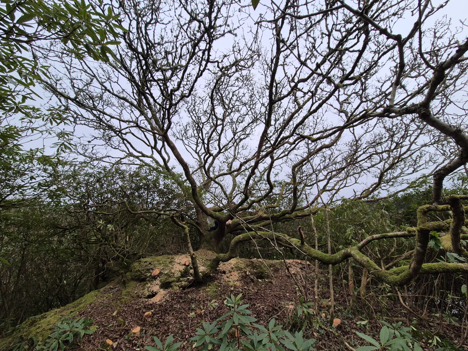 The same old oak revealed after rhododendron clearance