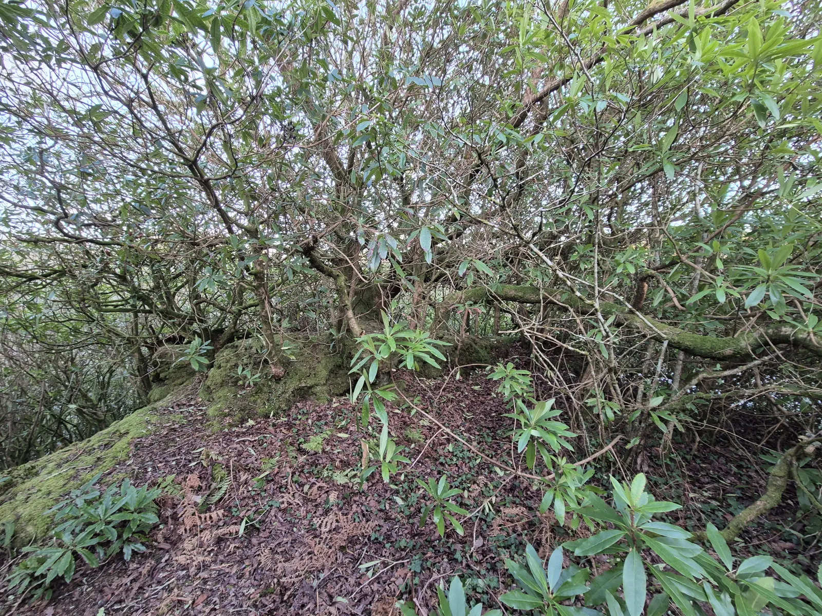 Old oak largely hidden behind rhododendron before clearance
