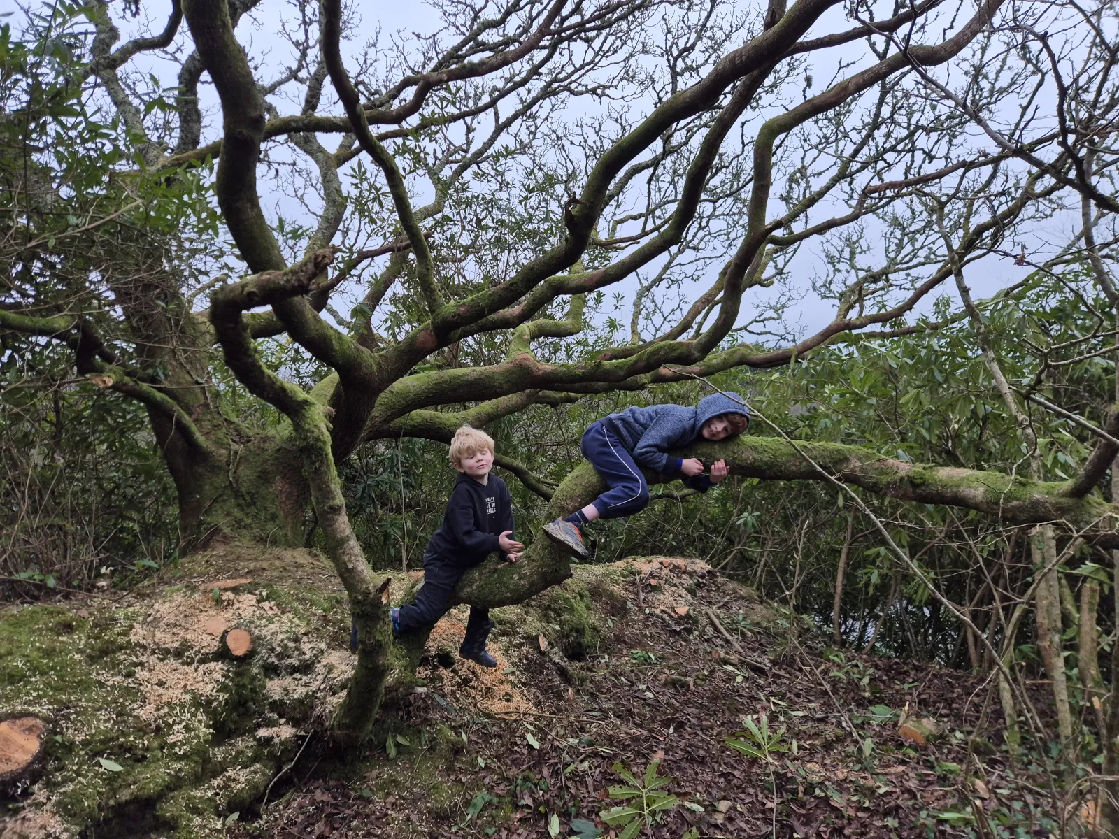 Children exploring the old oak after the surrounding rhododendron was cleared