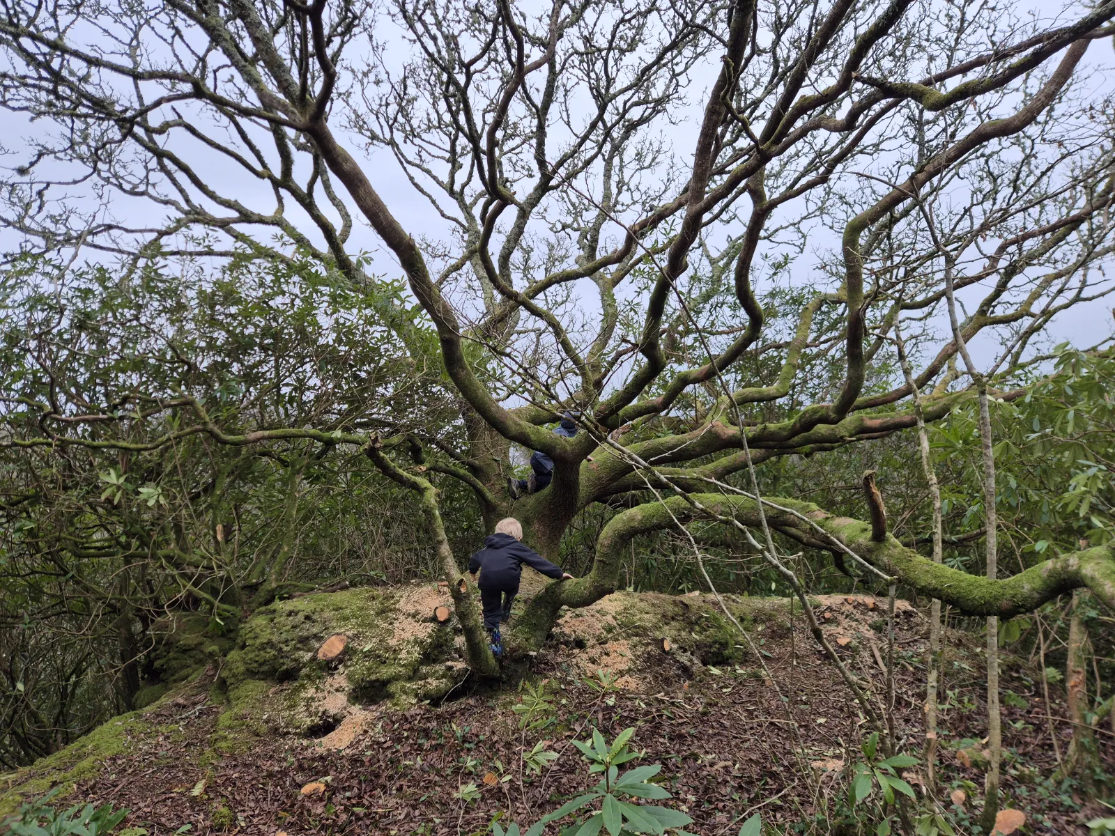 Clearing rhododendron from around the old oak
