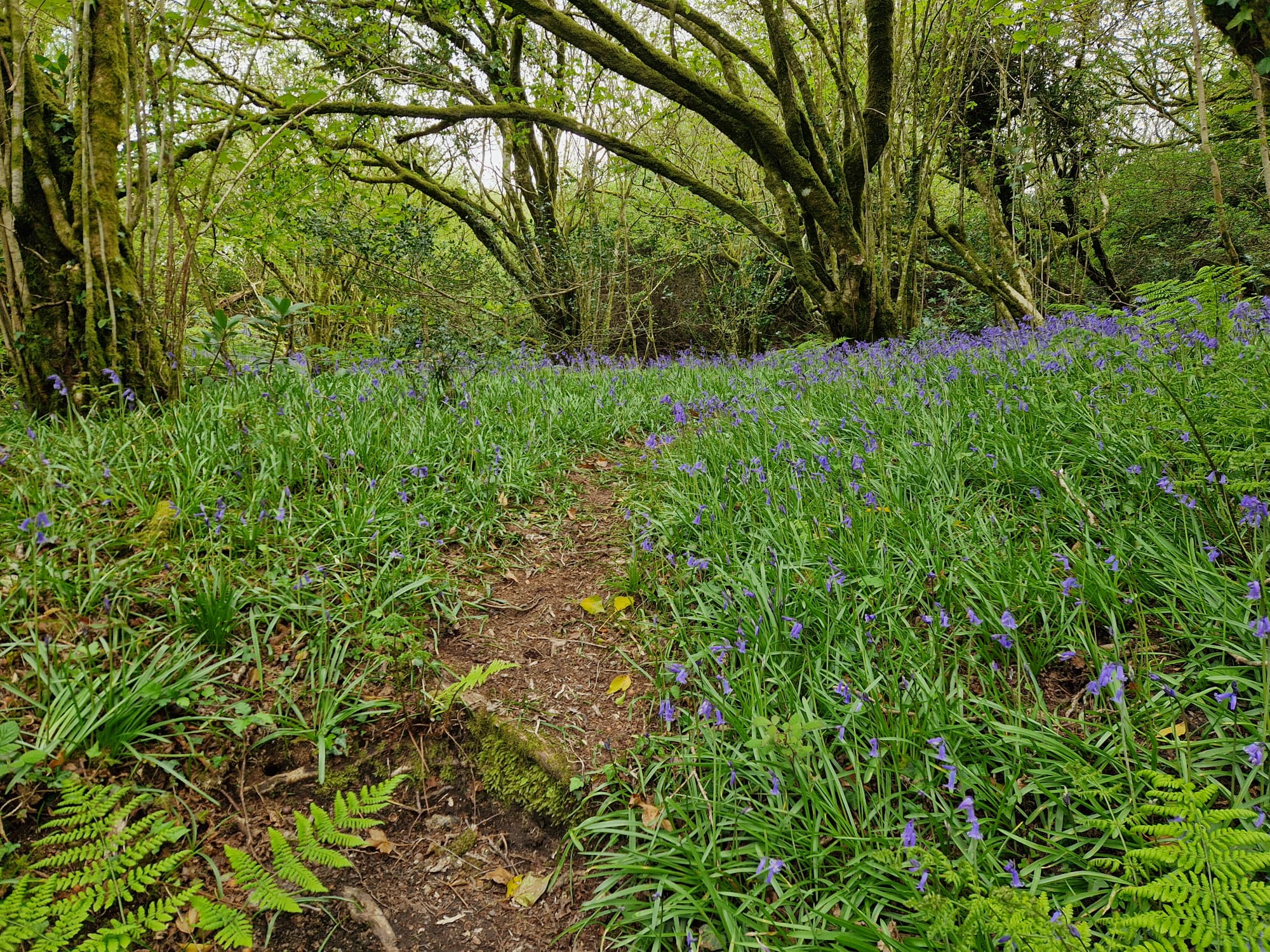 Bluebells beneath the woodland canopy at Ennal’s Pool