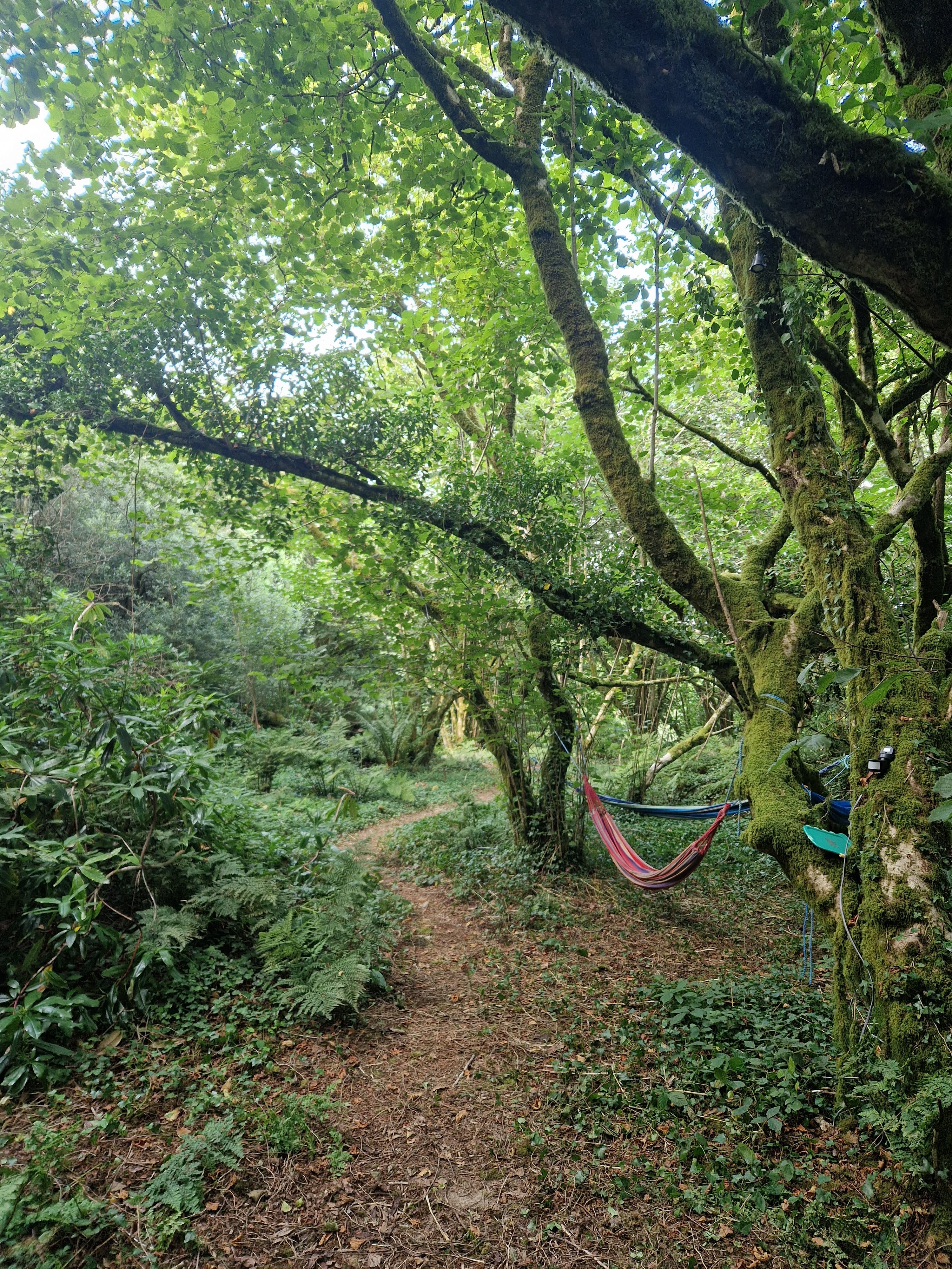 Woodland tent and hammock camping at Ennal’s Pool near the Eden Project