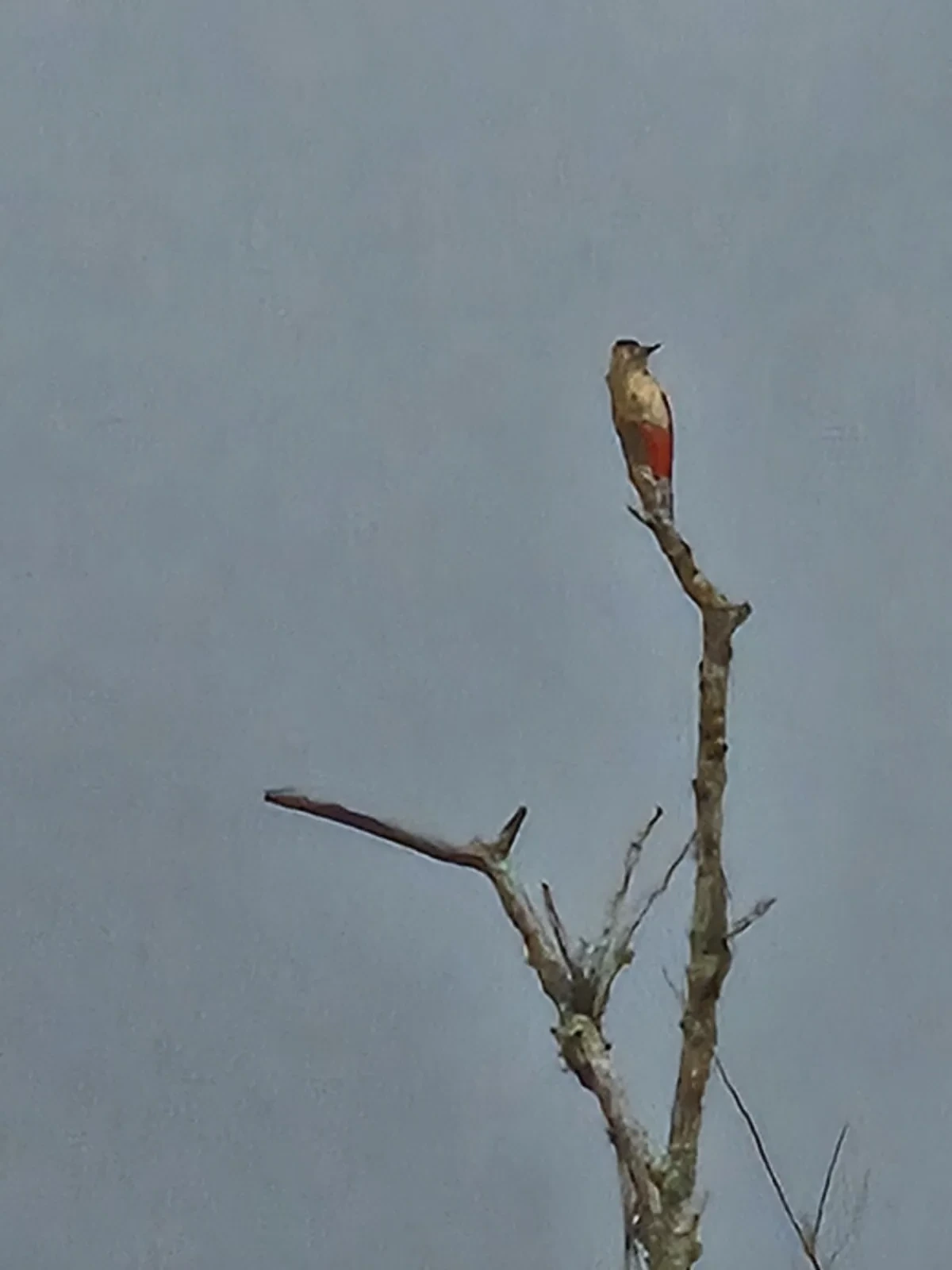 Great spotted woodpecker perched at Ennal’s Pool